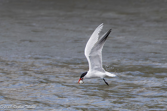 Wilde Lake Birds-in-Flight-2