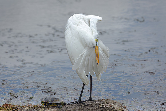 Great Egret - 19August2024-16