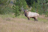Elk, RMPN, "Rocky Mountain National Park, rut, bull, "Horseshoe Park", "West Horseshoe Park", Colorado, antlers, autumn, fall, calf, cow, wildllife