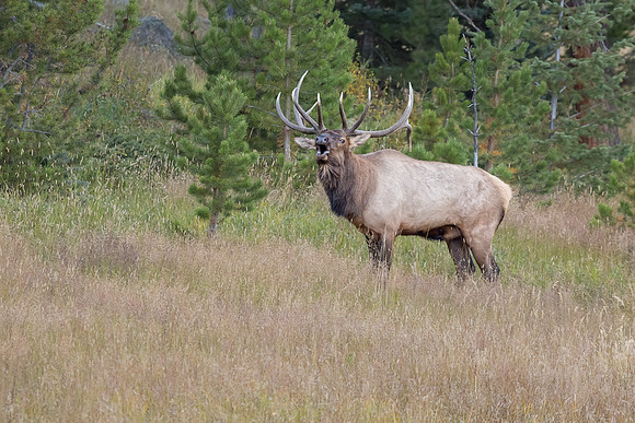Elk, RMPN, "Rocky Mountain National Park, rut, bull, "Horseshoe Park", "West Horseshoe Park", Colorado, antlers, autumn, fall, calf, cow, wildllife