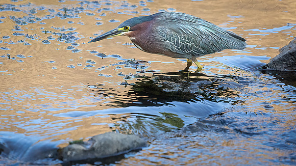 Green Heron in Golden Light-5