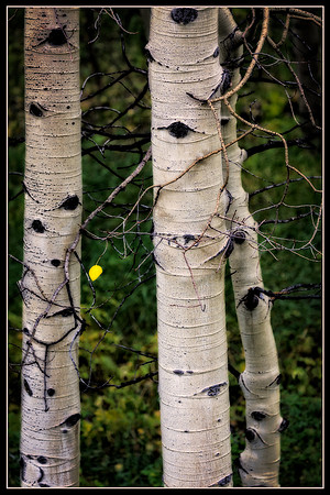 Colorado, Aspen, "West Elk Mountains", mountains, fall, "fall color", trees, stream