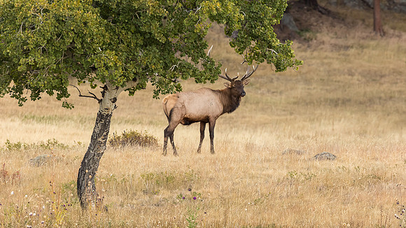 Elk, RMPN, "Rocky Mountain National Park, rut, bull, "Horseshoe Park", "West Horseshoe Park", Colorado, antlers, autumn, fall, calf, cow, wildllife