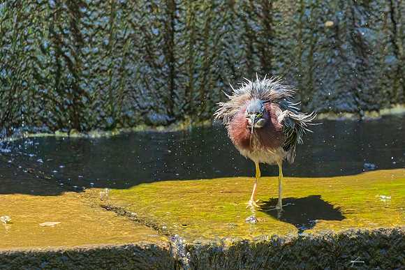 Green Heron Antics-6