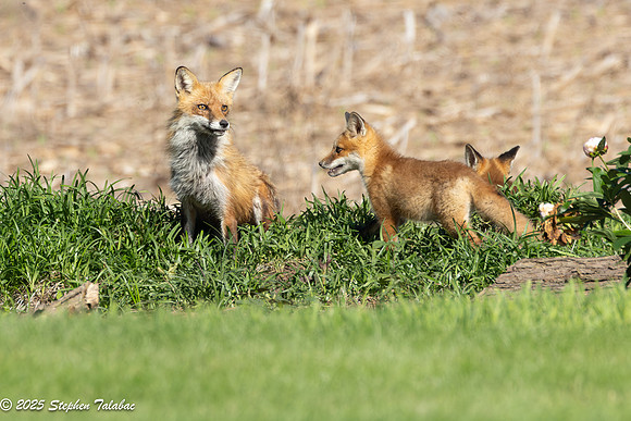 Fox Kit Portraits-62