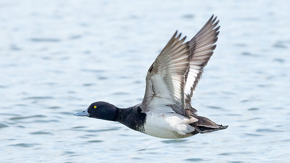Cambridge & Blackwater NWR II-6 Lesser Scaup (male)