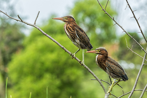 "little green heron", heron, wildlife, pond, Clarksville, Maryland, bird