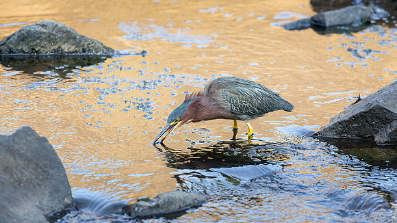 Green Heron in Golden Light-7