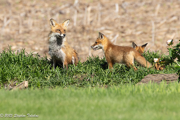 Fox Kit Portraits-63