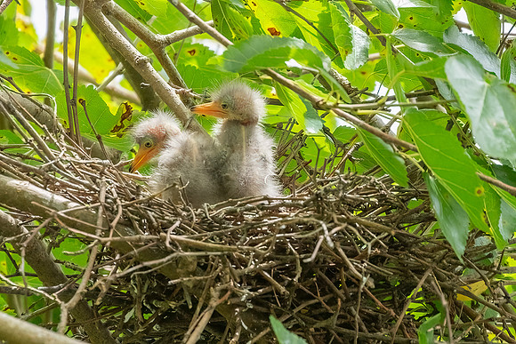 Green Heron & Chicks 01August2022-12