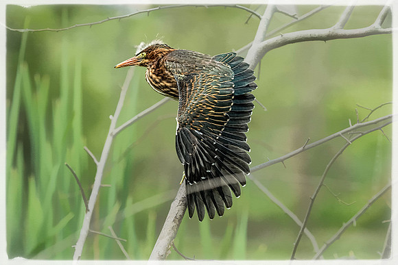 "little green heron", heron, wildlife, pond, Clarksville, Maryland, bird