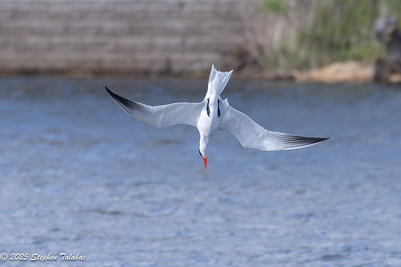 Wilde Lake Birds-in-Flight-13