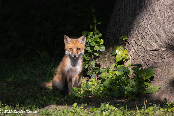 Fox Kit Portraits-31