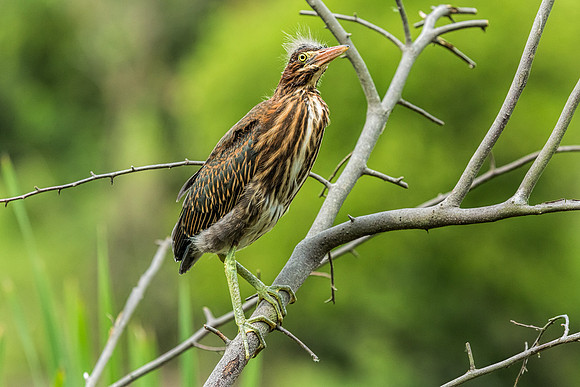 "little green heron", heron, wildlife, pond, Clarksville, Maryland, bird