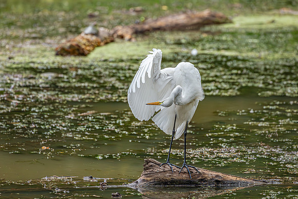 Great Egret - 19August2024-22