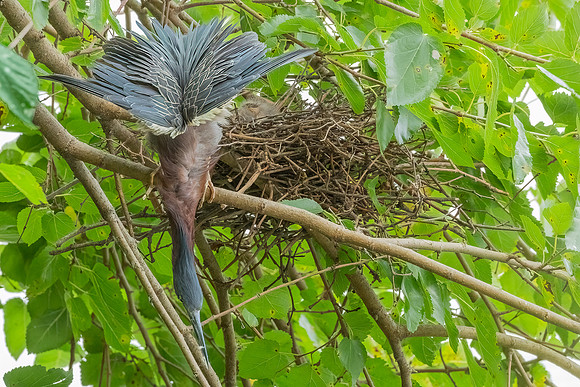 Green Heron & Chicks 28July2022-4