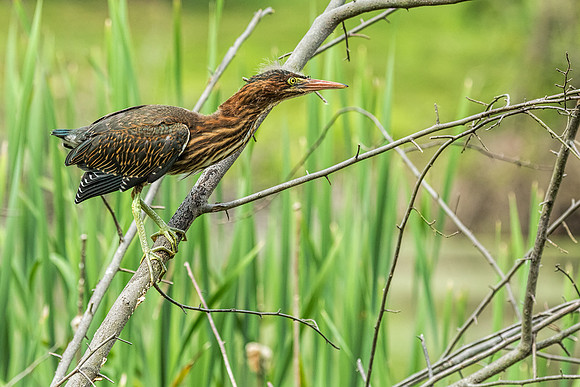 "little green heron", heron, wildlife, pond, Clarksville, Maryland, bird