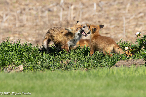 Fox Kit Portraits-68