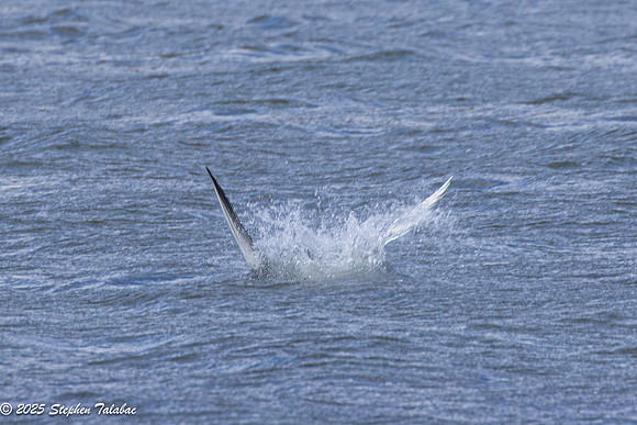 Wilde Lake Birds-in-Flight-15