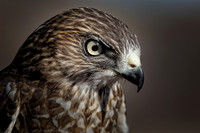Conowingo, Susquehanna, eagle, raptor, owl hawk
