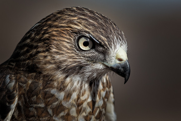 Conowingo, Susquehanna, eagle, raptor, owl hawk