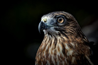 Conowingo, Susquehanna, eagle, raptor, owl hawk