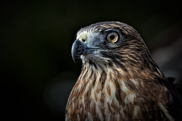 Conowingo, Susquehanna, eagle, raptor, owl hawk