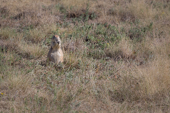 "Prairie Dog", "Rocky Mountain Arsenal", NWR, "National Wildlife Refuge", Denver, Colorado, "Commerce City", wildlife, hawk, raptor