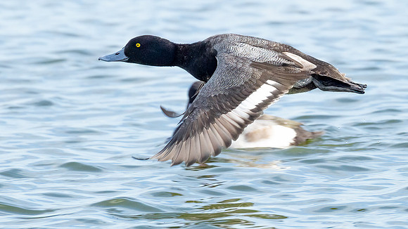 Cambridge & Blackwater NWR II-5 Lesser Scaup (male)