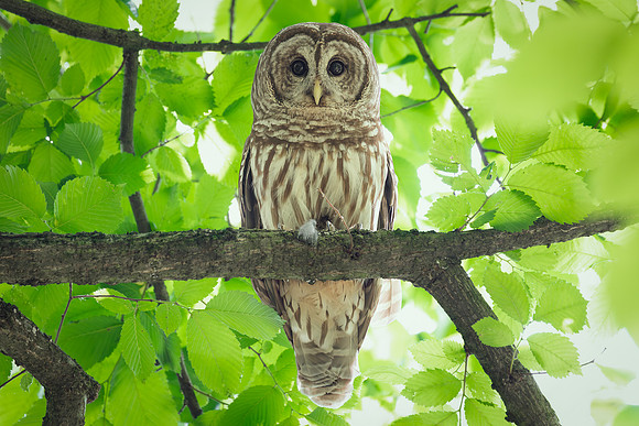 Barred Owls 23May2024-1