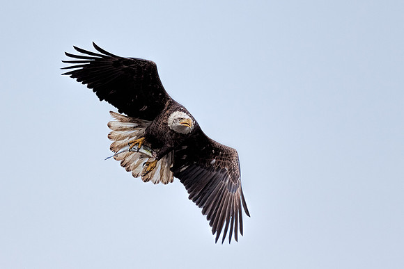 20131019 [C] Conowingo MD Dam 074-Edit