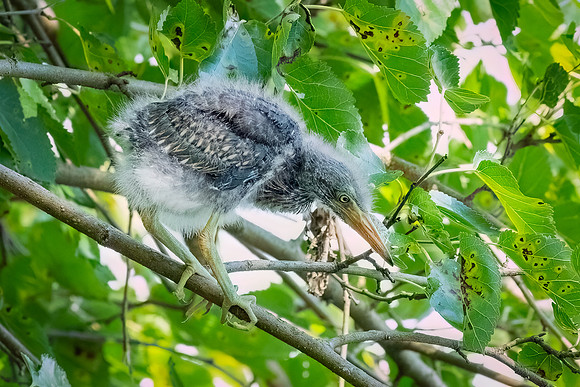 Green Heron Antics-15