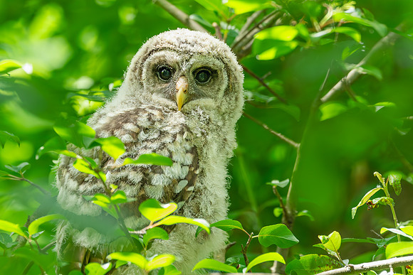 Barred Owls 23May2024-4
