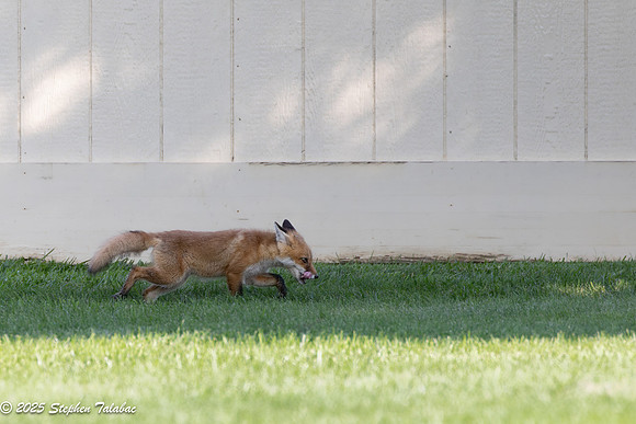Fox Kit Portraits-45