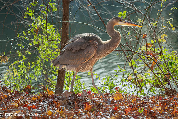 Great Blue Heron Portraits-3
