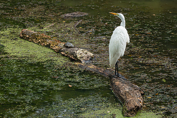 Great Egret - 19August2024-8
