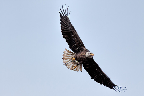 20131019 [C] Conowingo MD Dam 075-Edit