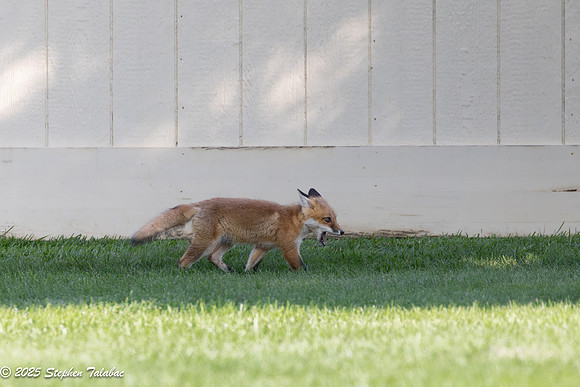 Fox Kit Portraits-46