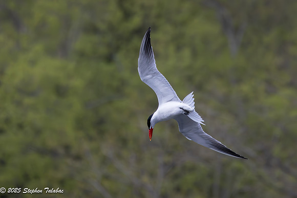Wilde Lake Birds-in-Flight-6