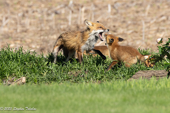 Fox Kit Portraits-70
