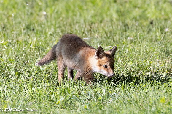 Fox Kit Portraits-3