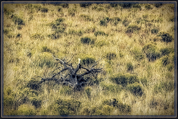 Alamosa, Colorado, "Great Sand Dunes National Park", "National Park", "San Luis Valley", dunes, landscape, sand, scenic