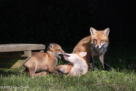 Fox Kit Portraits-21