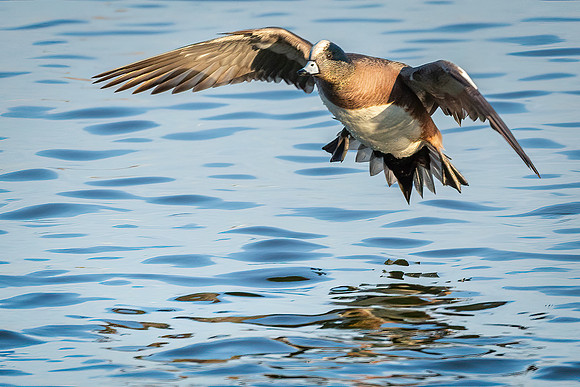 Cambridge & Blackwater NWR II-20 American Wigeon (male)