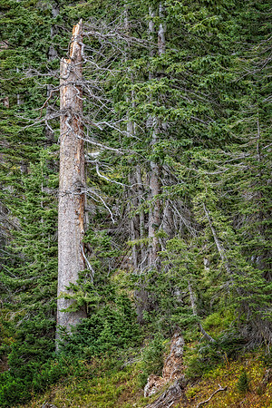 Colorado, mountain, lake, RMNP, "Rocky Mountain National Park", "Lake Granby", Grand Lake", "Trail Ridge Road", fall, aspen, trees, rugged, moose, "national park", Rockies, "Rocky Mountains", "Estes P