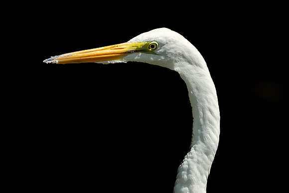 Great Egret - 19August2024-21