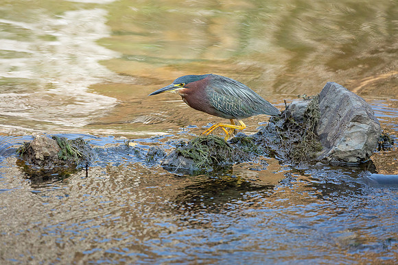 Green Heron in Golden Light-11