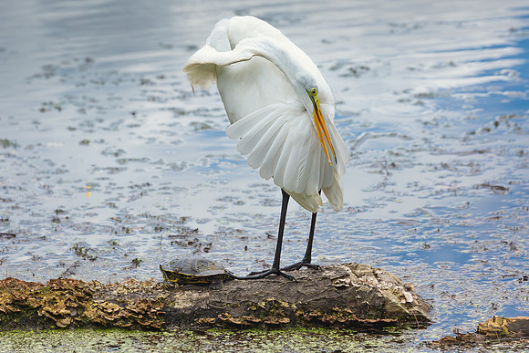 Great Egret - 19August2024-15