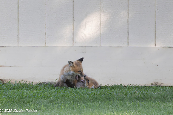 Fox Kit Portraits-49