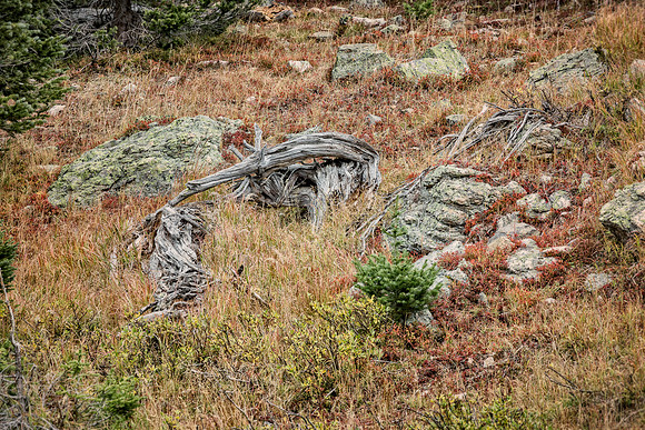 Colorado, mountain, lake, RMNP, "Rocky Mountain National Park", "Lake Granby", Grand Lake", "Trail Ridge Road", fall, aspen, trees, rugged, moose, "national park", Rockies, "Rocky Mountains", "Estes P